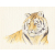 sad tiger colour 1000.jpg